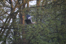 Grey heron in Ireland