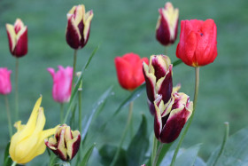 Tulips in Ireland