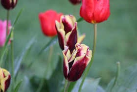 Tulips in Ireland