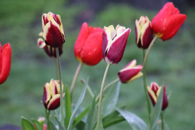 Tulips in Ireland