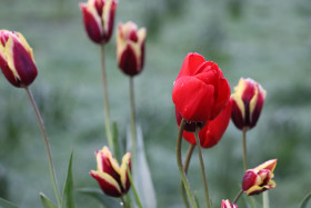 Tulips in Ireland