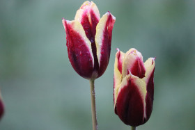 Tulips in Ireland