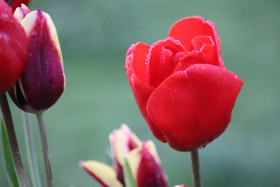 Tulips in Ireland