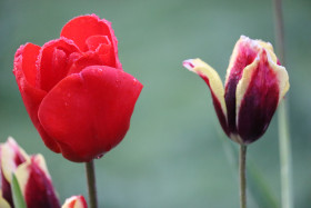 Tulips in Ireland