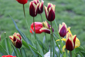 Tulips in Ireland