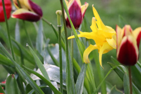 Tulips in Ireland