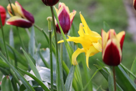 Tulips in Ireland