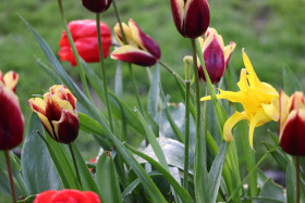 Tulips in Ireland