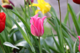 Tulips in Ireland