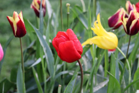 Tulips in Ireland