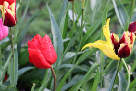 Tulips in Ireland