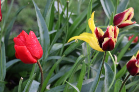 Tulips in Ireland