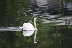 Swans in Ireland