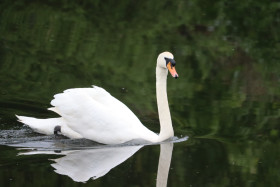 Swans in Ireland