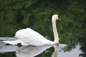 Swans in Ireland