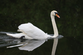 Swans in Ireland