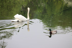 Swans in Ireland