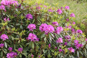 Wildflowers in Ireland