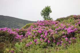 Wildflowers in Ireland