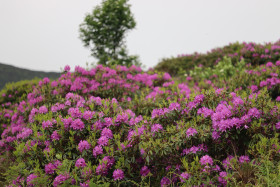 Wildflowers in Ireland