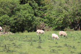 Sheep in Ireland