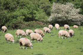 Sheep in Ireland