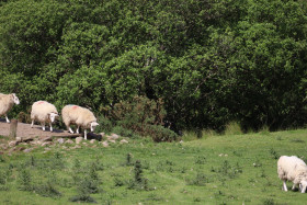 Sheep in Ireland