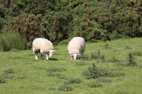 Sheep in Ireland