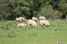 Sheep in Ireland