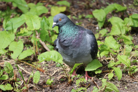 Pigeon 1