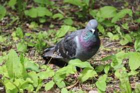 Pigeon