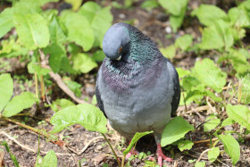 Pigeon 2