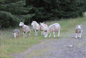 Sheep in Ireland