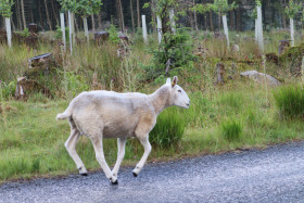 Sheep in Ireland 3