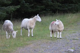 Sheep in Ireland 4