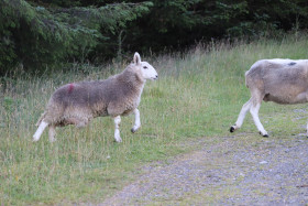 Sheep in Ireland 5