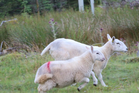 Sheep in Ireland 6