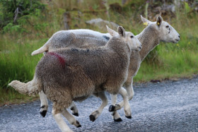 Sheep in Ireland 7